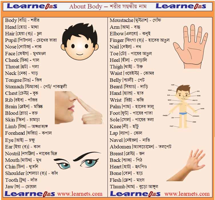 English to Bangla Meaning of jaw - চোয়াল